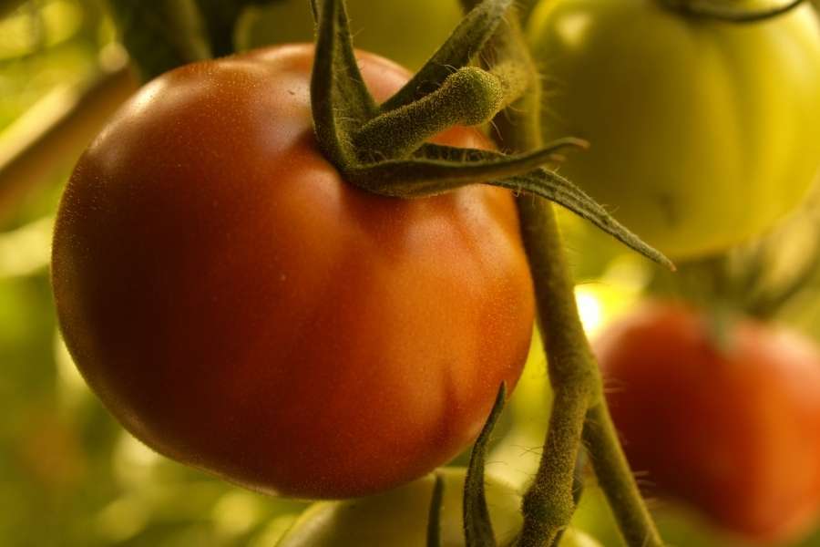 Une belle tomate rouge mûre accrochée à sa tige avec d'autres fruits pour illustrer quand les tomates noircissent.